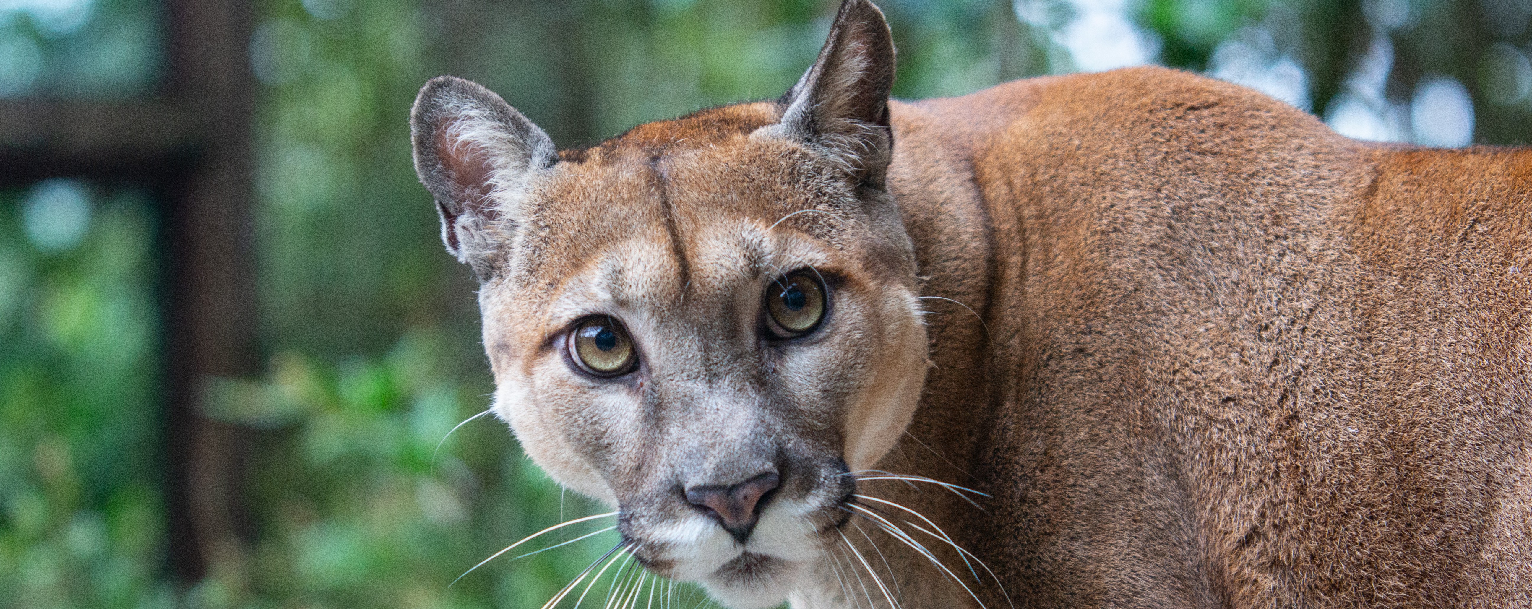 Cougar in the area