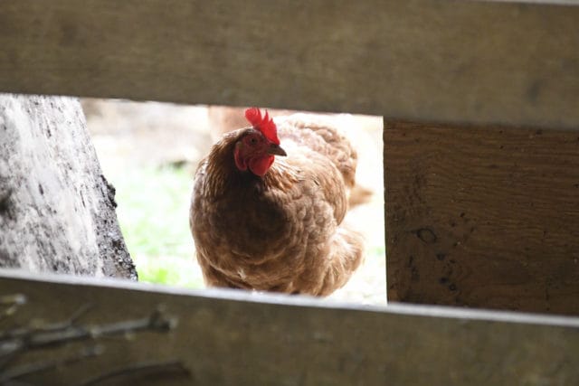 Chicken in coop
