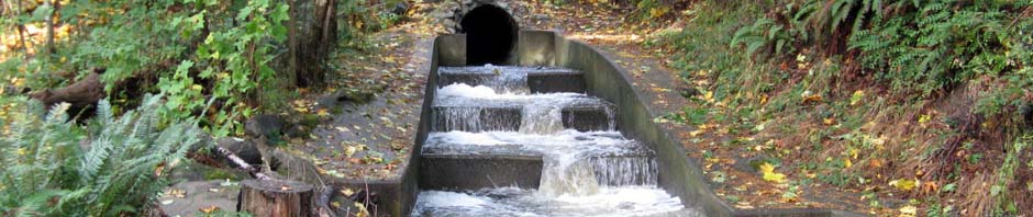 Fish Ladder Brooklyn Creek