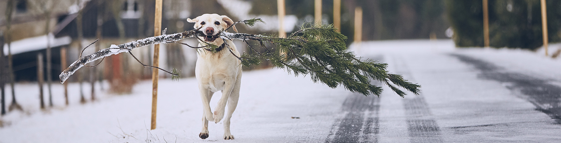 Tree chipping event banner