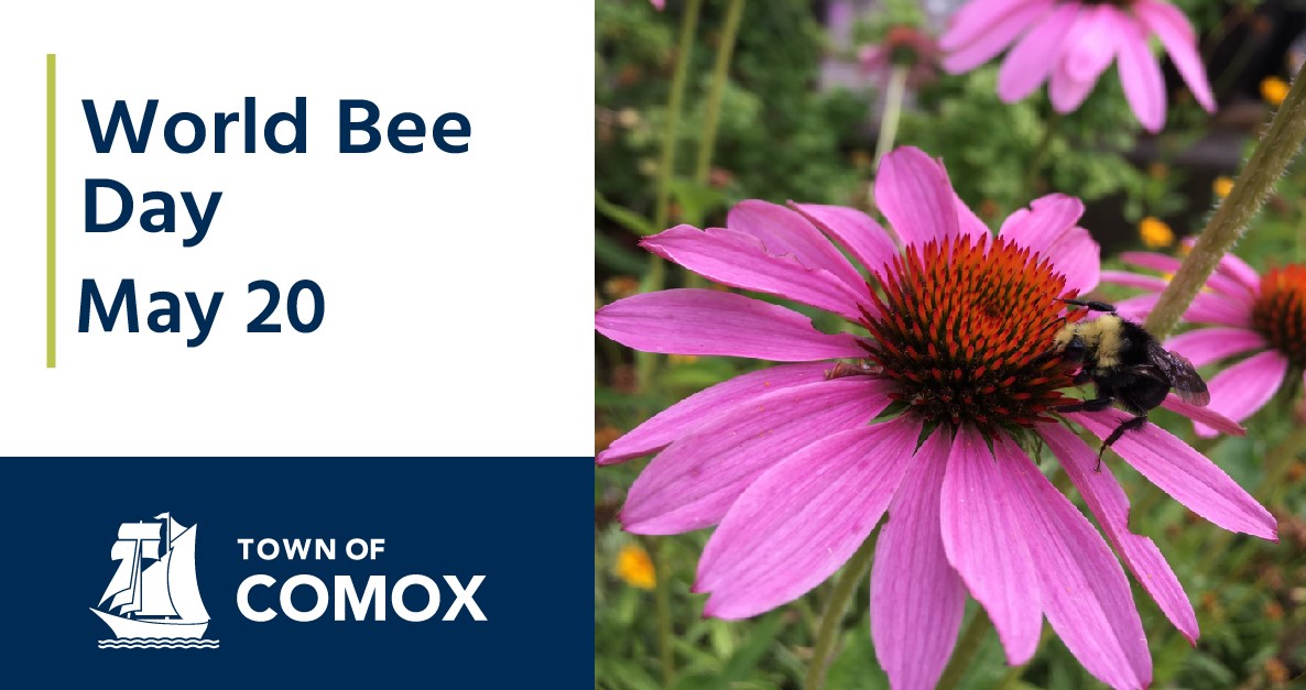 World Bee Day