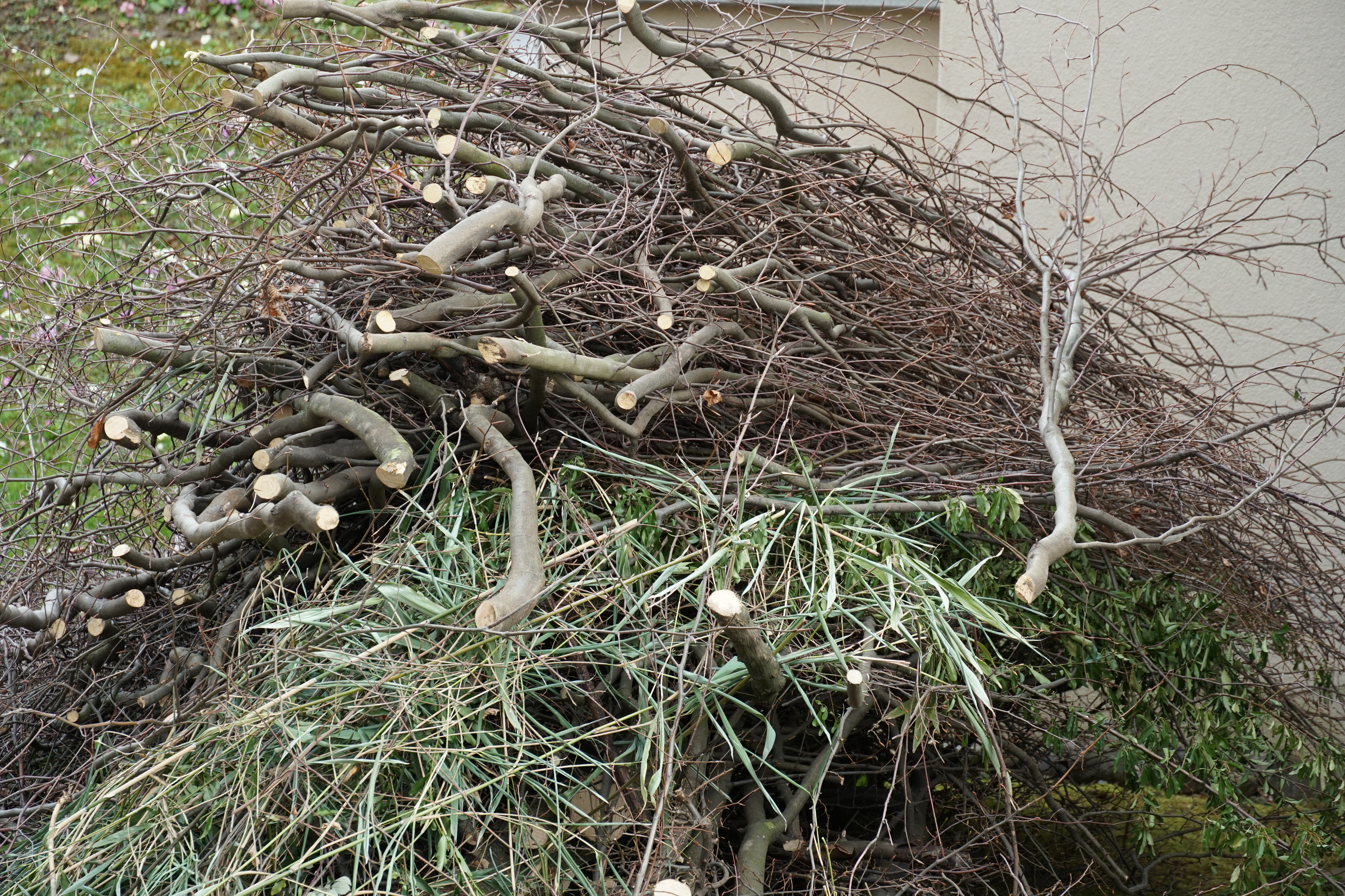 Tree Chipping Spring Clean Up