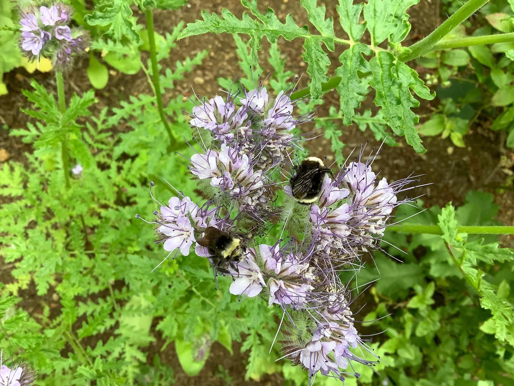 Yellow Faced Bumblebees