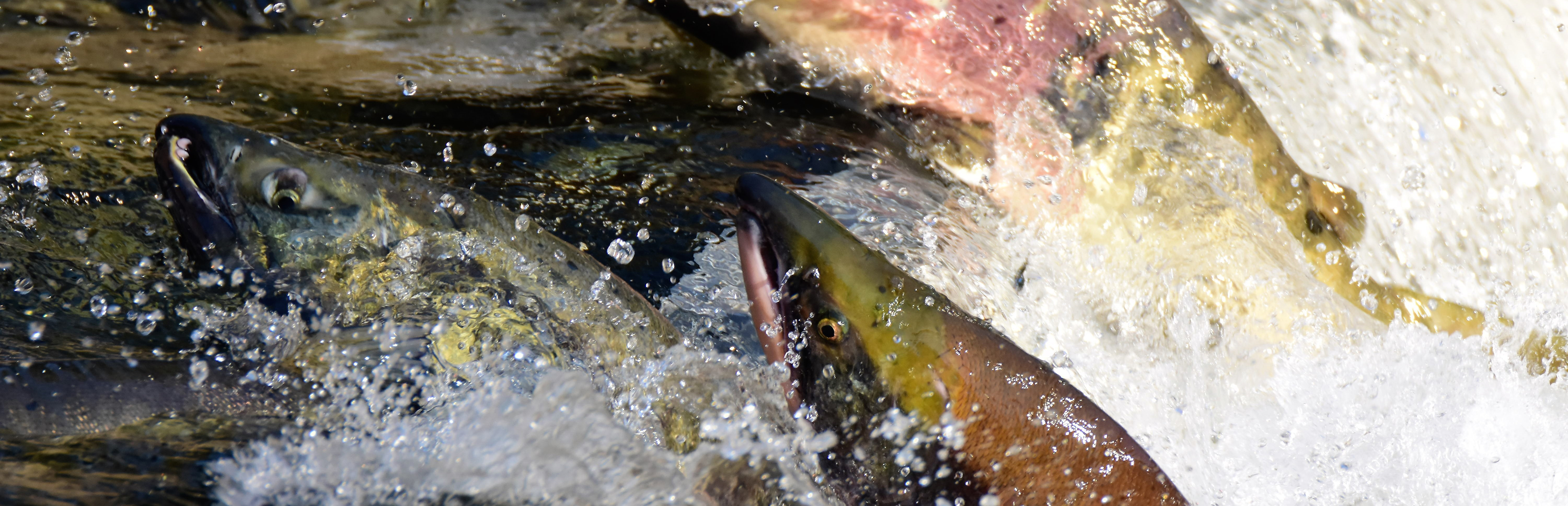 Salmon in a Creek 