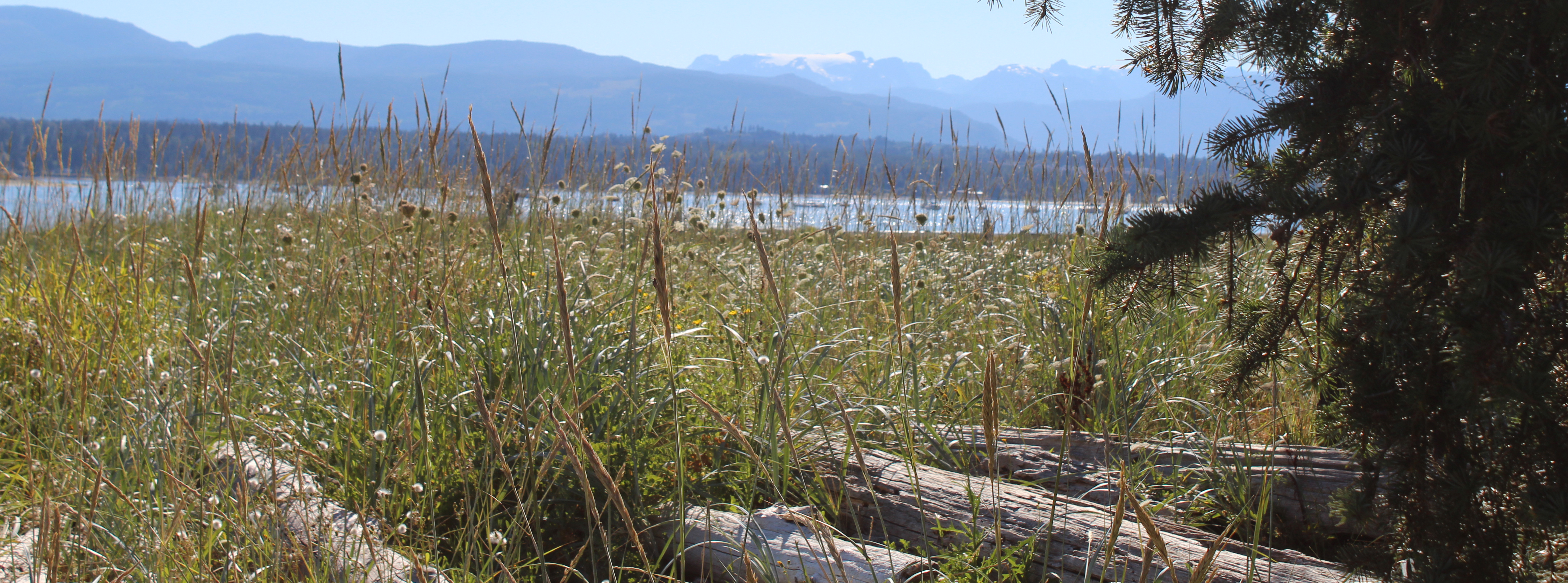 Views from Mack Laing 