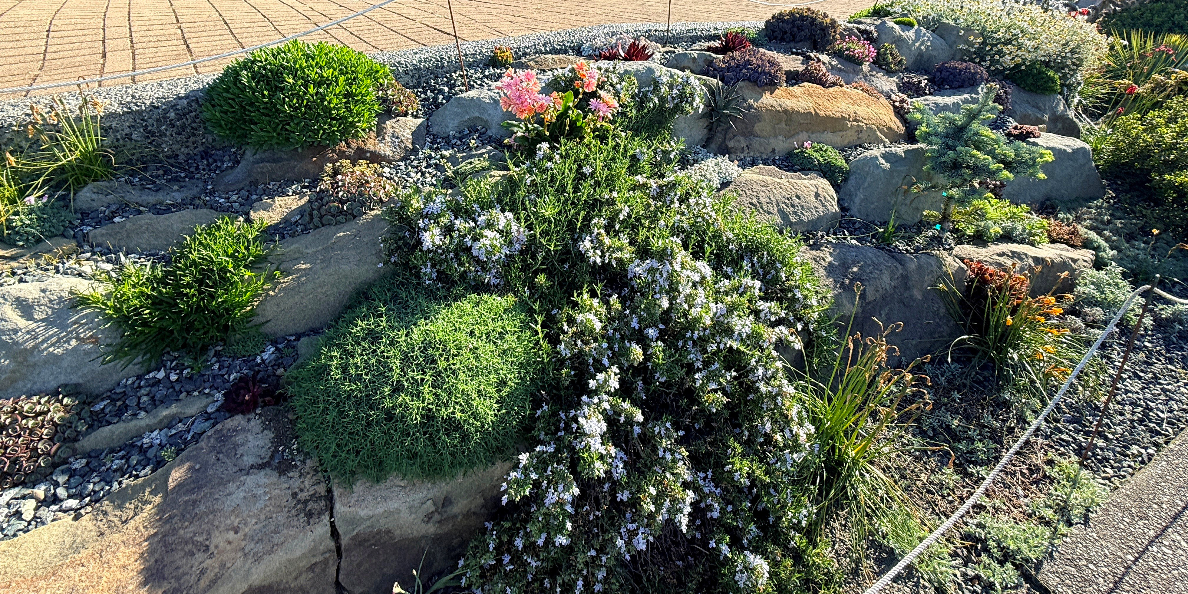 Crevice Garden at Comox Marina Park