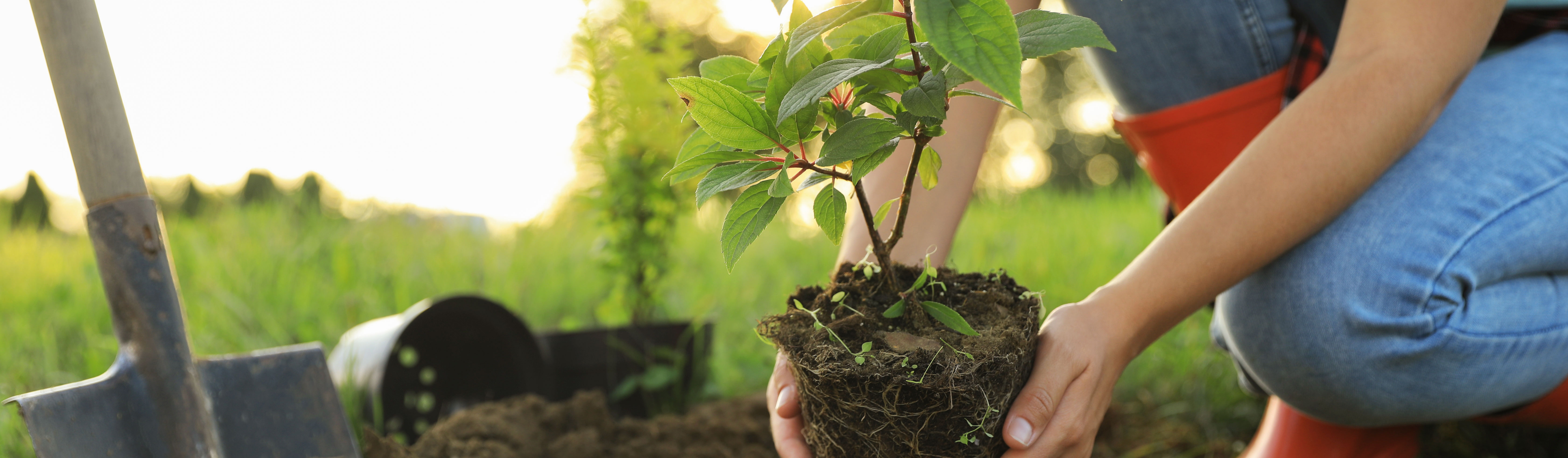 tree planting 