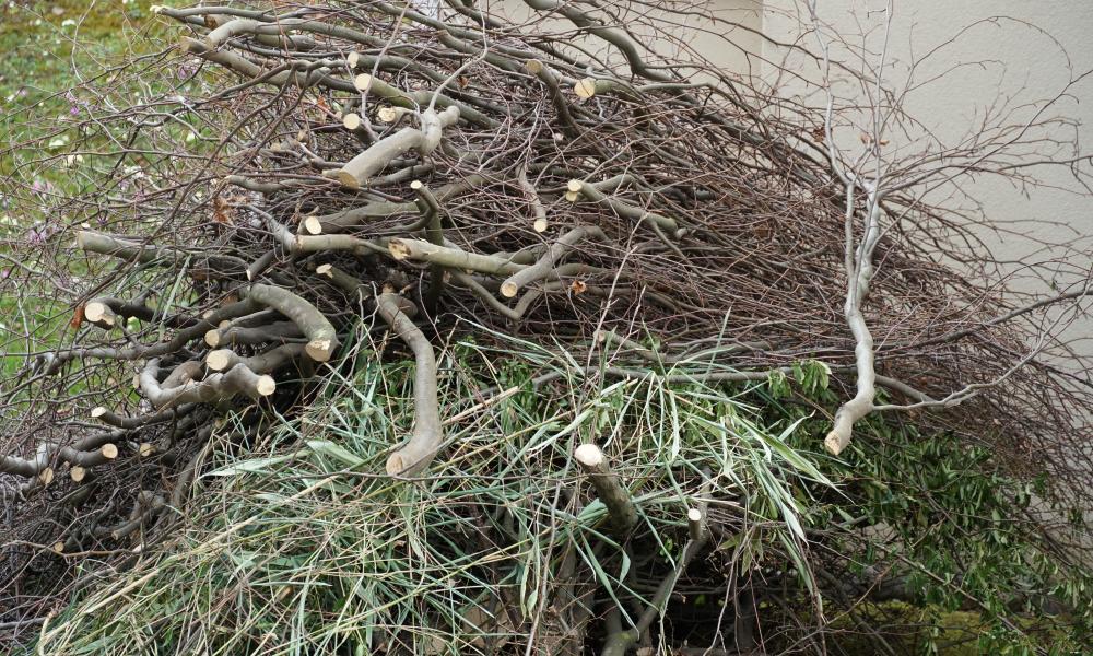 Tree Chipping Spring Clean Up