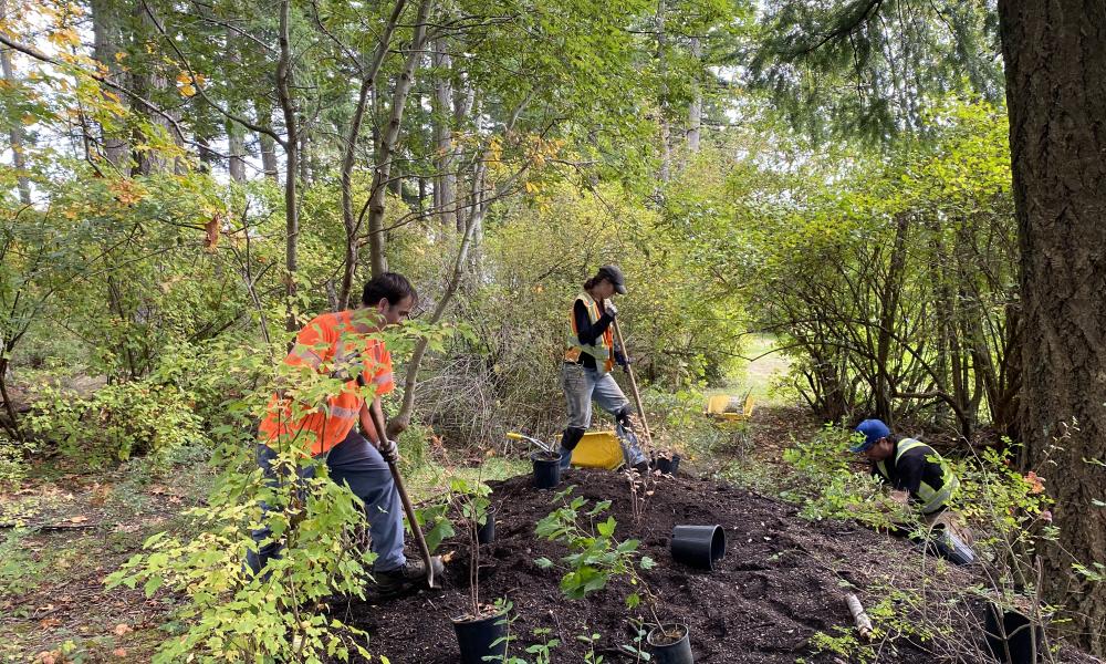 Parks crew planting native species in Tot Lot Park 