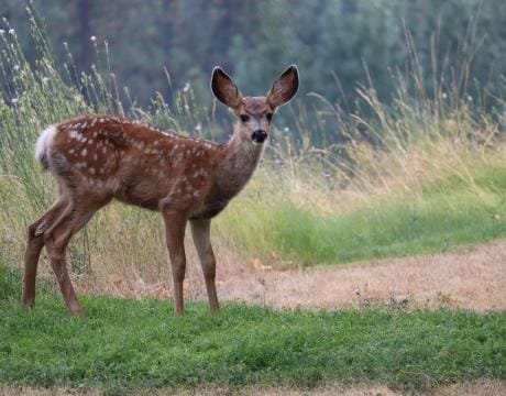 A fawn standing in a field with tall grass.