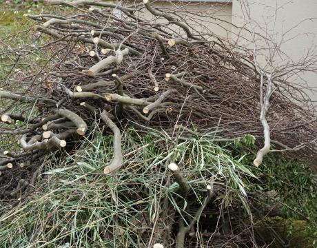 Tree Chipping Spring Clean Up