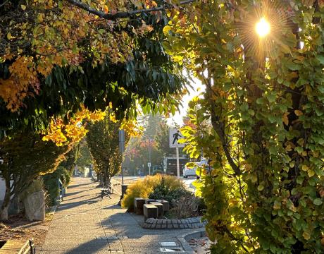 A photo of fall in downtown Comox 