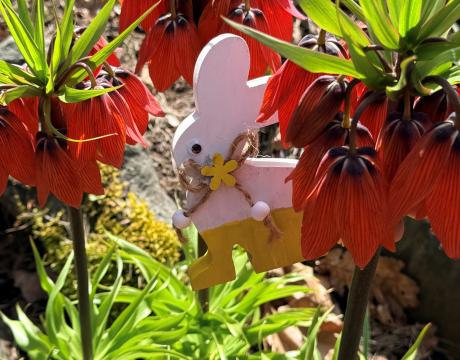 Bunny in the garden bed at Filberg