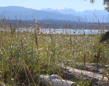 Views from Mack Laing 