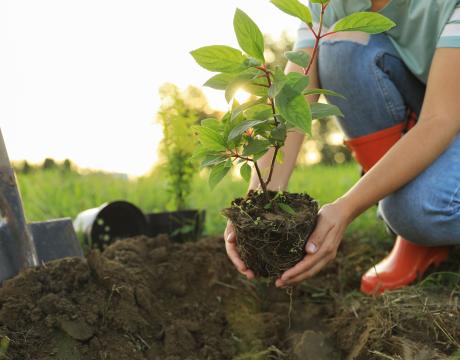 Tree planting for bylaw