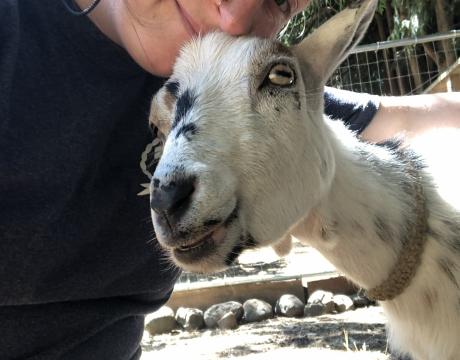 Volunteer at the Hands On Farm