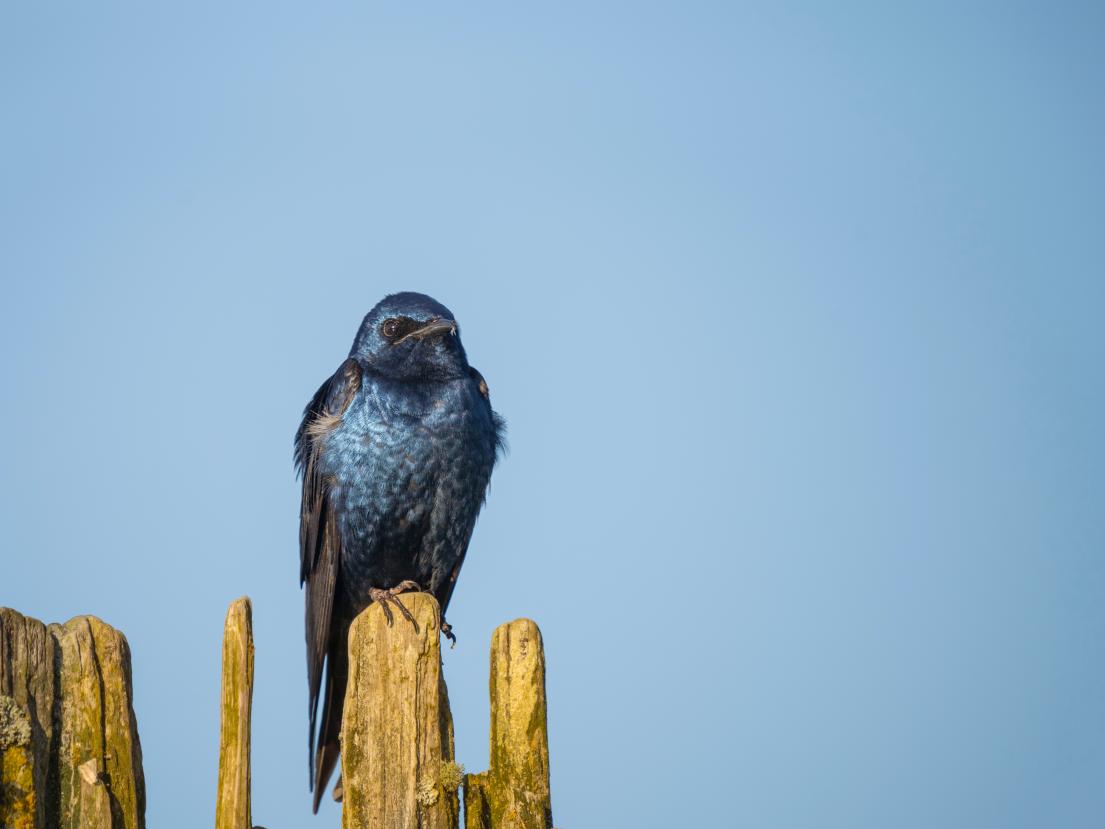 Image of Purple Martin 