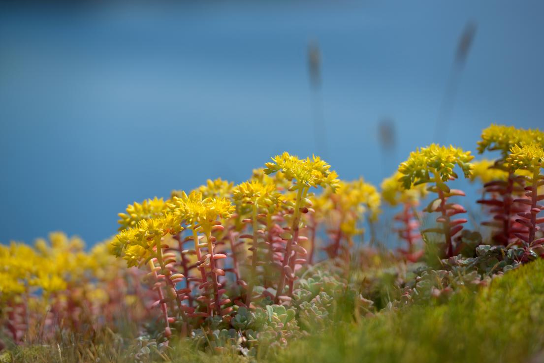 Broad-Leaved Stonecrop