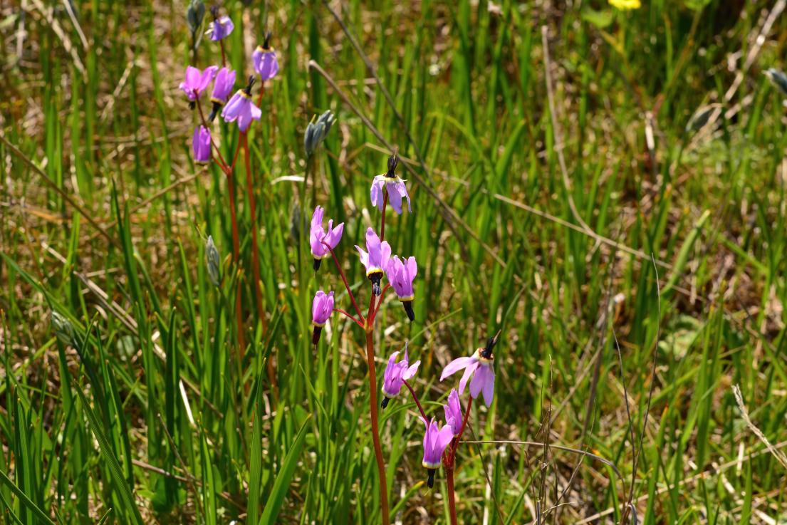 Broad-leaved Shooting Star