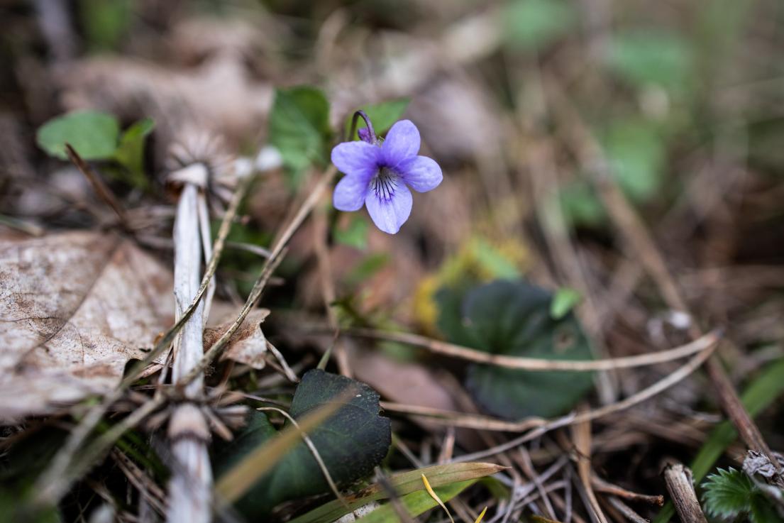 Early Blue Violet 