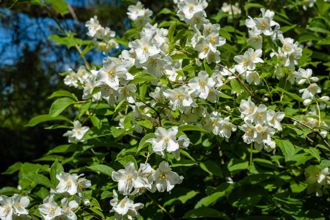 Mock Orange 