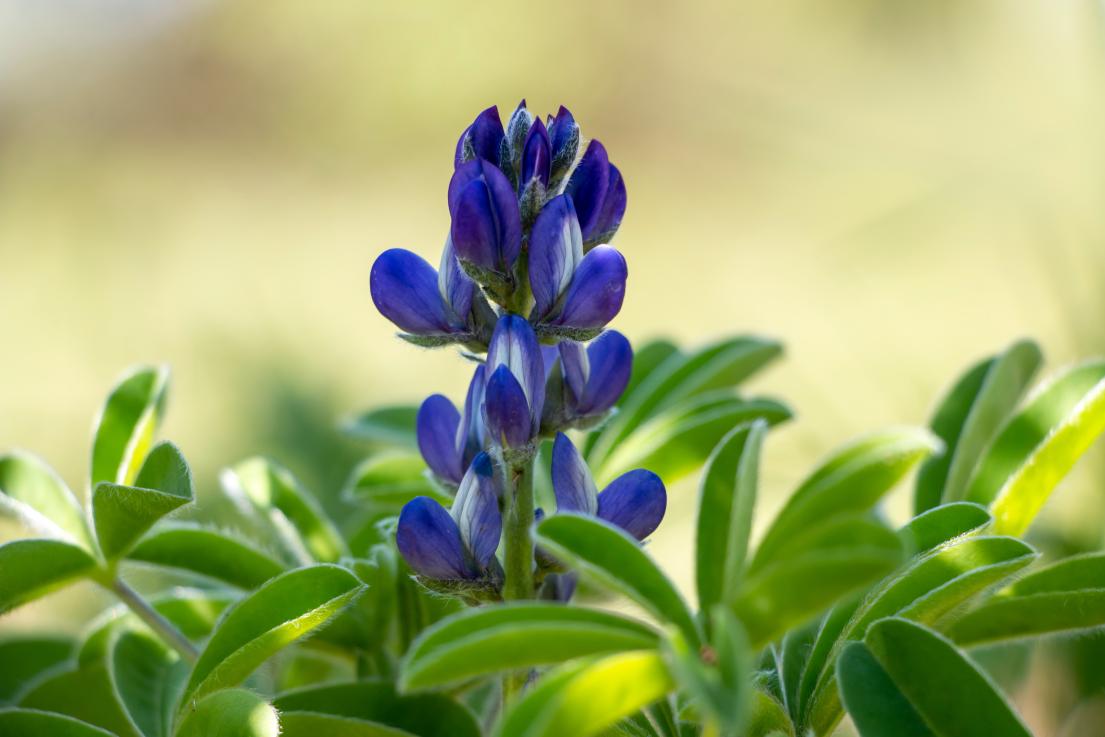 Small flowered Lupin