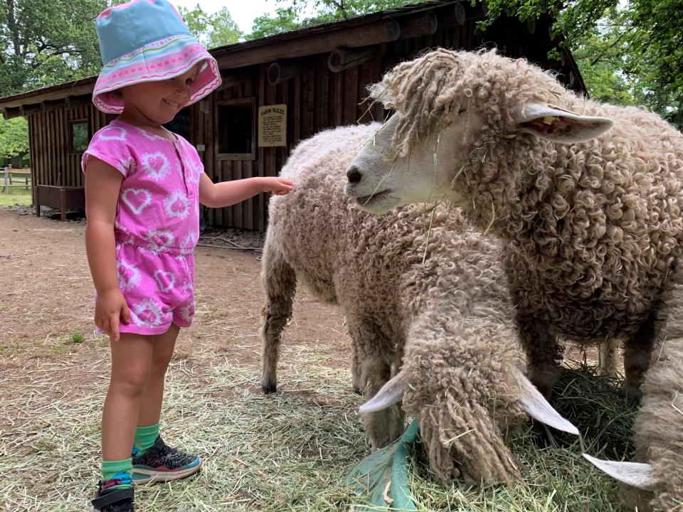 Hands on Farm Girl with Sheep