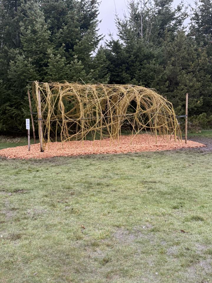 Willow Tunnel Lancaster Park 