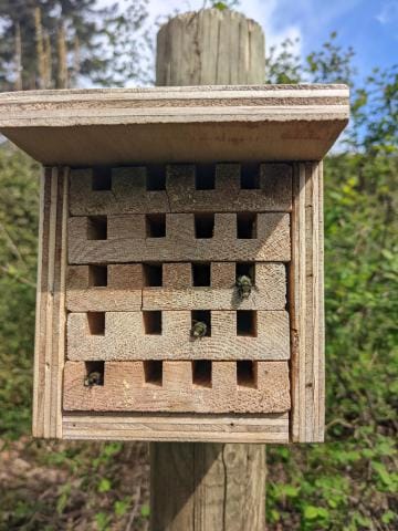 Bee house with blue orchard mason bees