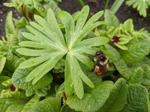 Black tailed bumble bee