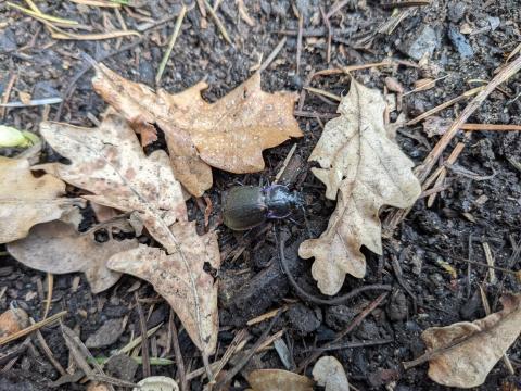 Ground Beetle