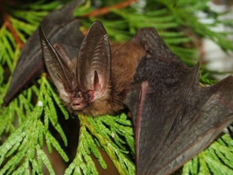 Townsend big-eared bat