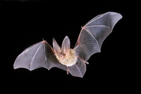 Townsend Bat