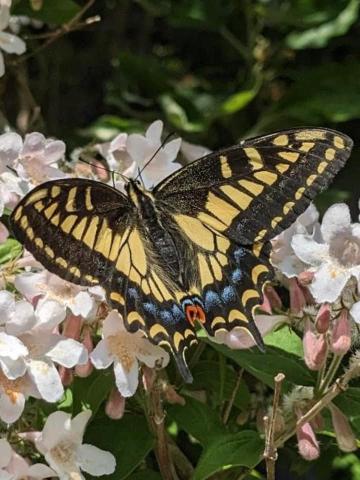 Anise Swallowtail