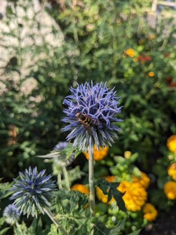 Hoverfly