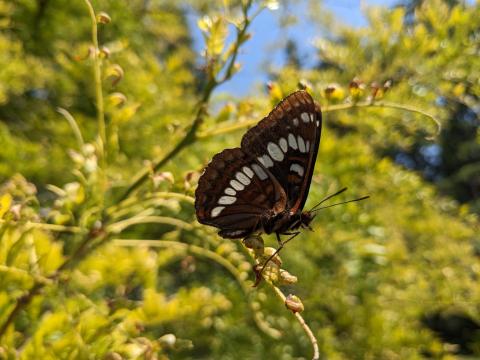 Lorquin's Admiral
