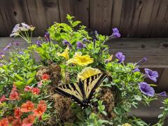 Western Tiger Swallowtail butterfly