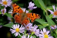 Angel Wing butterfly on Aster