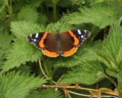 Red Admiral Butterfly